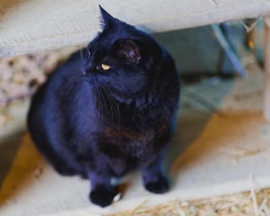 A fat black cat with yellow eyes is the kind of cat who'd be the familiar of a hat witch.  She looks to the left and stands on a wood step with another step behind and above her.