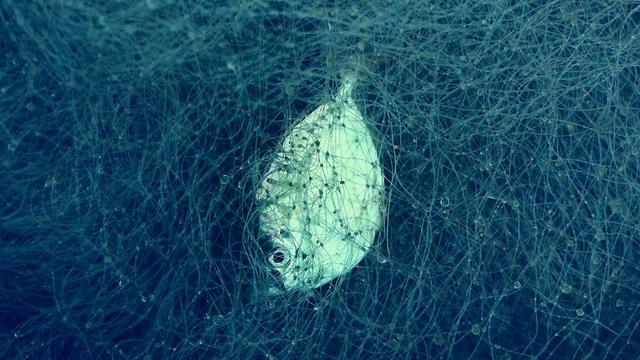 Photo of single fish tangled in a net in the water.