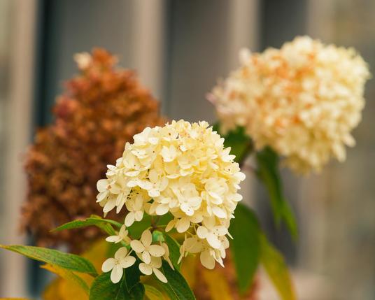 Three clusters of Hydgrangea flowers close to far:

Lower Center: Sharply in focus with dots of pink at the center

Right: Similar but far away and certainly bigger and blurry

Left: Brown and dried out and out of focus

In the back a stone colored building facade with vertical features.

