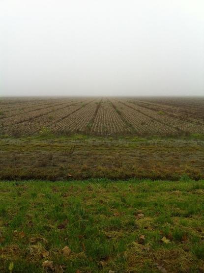 Rows of stubble in a field converge towards the horizon. Grey, misty sky.