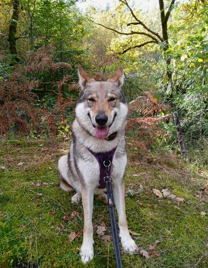A large grey and white masked dog, sitting no the ground and facing forward. Her long face is smiling - black mouth curved, pink tongue out. Large ears flipped outwards and back with the tips curled. The whole appearance is a bit silly looking. Ske wears a purple harness, and sits on front of a forest scene.