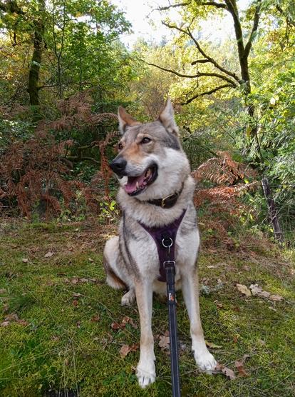 Same dog, now with her head tilted slightly up and to the left. Her grin is even wider, mouth open to reveal an enormous pink tongue and pointy teeth. Rusty coloured bracken ferns, and still green trees behind.