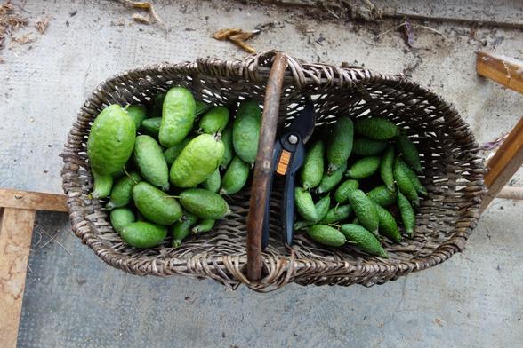 Feijoas, les fruits à gauche du sécateur sont d'un autre variété que ceux de droite.