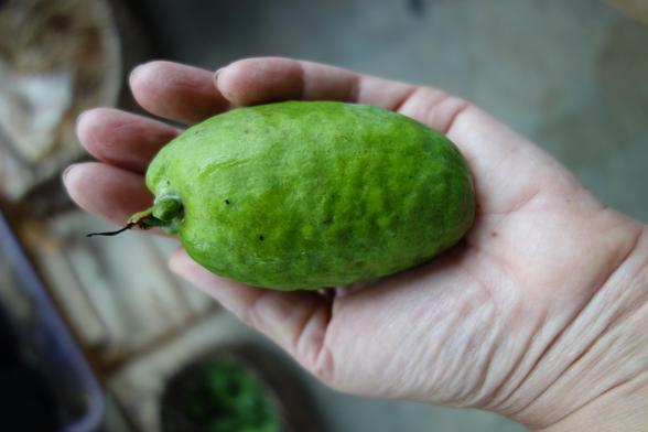 Feijoa mûr ramassé au sol.