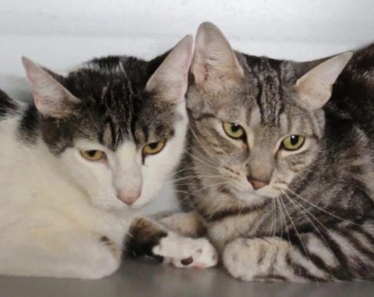 Una gata blanca y negra y una gata gris atigrada juntas