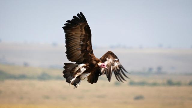Ein Ohrengeier im Flug mit weit ausgebreiteten Flügeln über der Savanne.