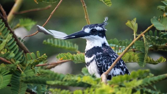 Ein schwarz-weißer Graufischer mit gespitztem Schnabel sitzt auf einem Ast zwischen grünen Blättern.