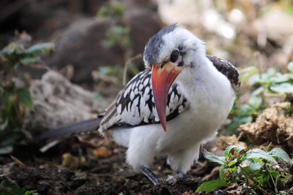 Ein Rotschnabeltoko mit leuchtend rotem Schnabel auf dem Boden zwischen Blättern.