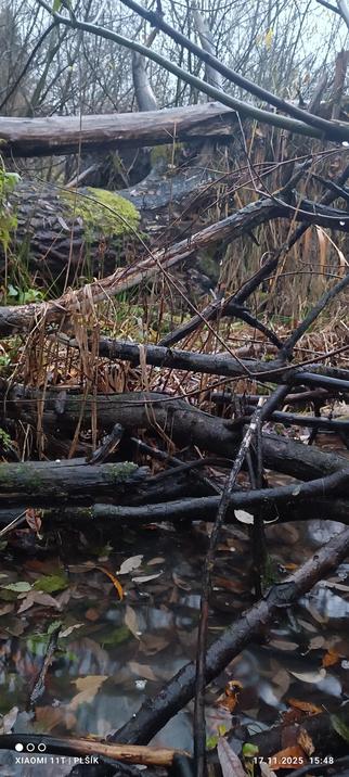 The photograph shows a landscape under a gray sky. The frame is completely filled with a tangle of branches and tree trunks. In the foreground, water can be seen under the fallen trunks, also full of vegetation debris.