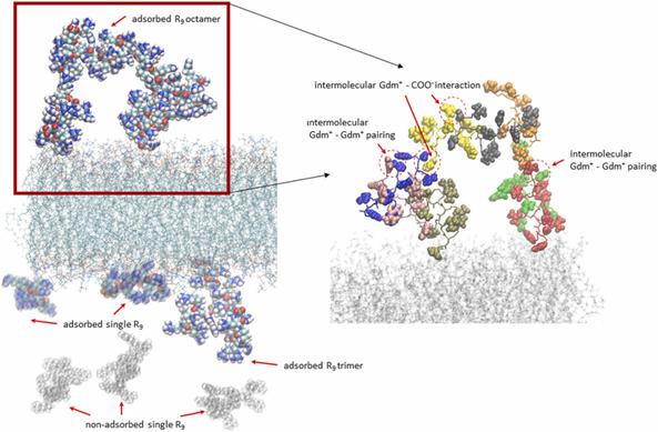Molecular dynamics simulations unveil the aggregation patterns and salting out of polyarginines at zwitterionic POPC bilayers in solutions of various ionic strengths. Computational and Structural Biotechnology Journal, DOI: https://doi.org/10.1016/j.csbj.2024.11.004