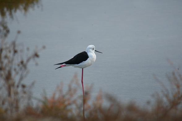 Una cigüeñuela común está descansando sobre una de sus largas patas rosadas, la otra la mantiene doblada debajo de su ala. Podemos ver parte de su pata doblada que asoma un poquito en la parte de atrás de su ala. Sus plumas son blancas en las partes inferiores y la parte superior de color negro.