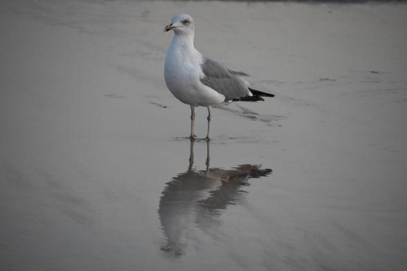 A seagull standing in wet sand, looking off to the left, with its image reflected in the sand. 