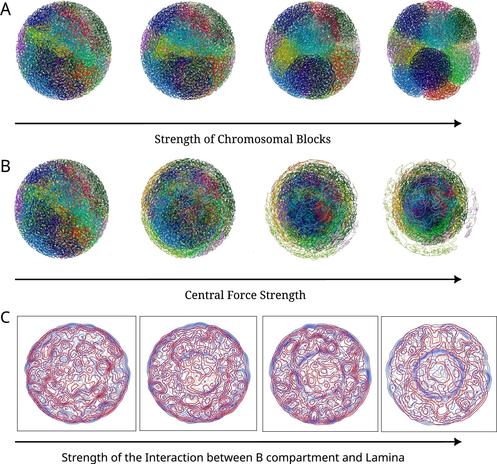 Multiscale molecular modeling of chromatin with MultiMM: From nucleosomes to the whole genome. Computational and Structural Biotechnology Journal, DOI: https://doi.org/10.1016/j.csbj.2024.09.025