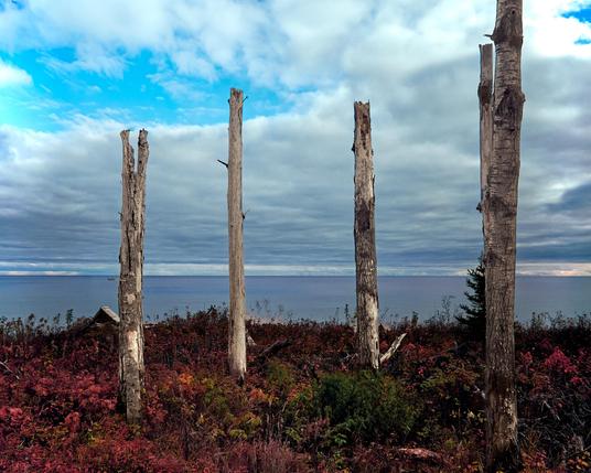 Four tall, leafless birch trees stand in a line on a patch of earth covered with reddish-brown and green plants. Behind them, the vast expanse of Lake Superior stretches out under a sky filled with alternating patches of blue and thick, gray clouds