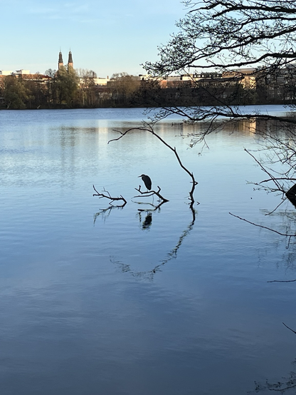 A heron sits on a tree branch sticking out of a lake. 