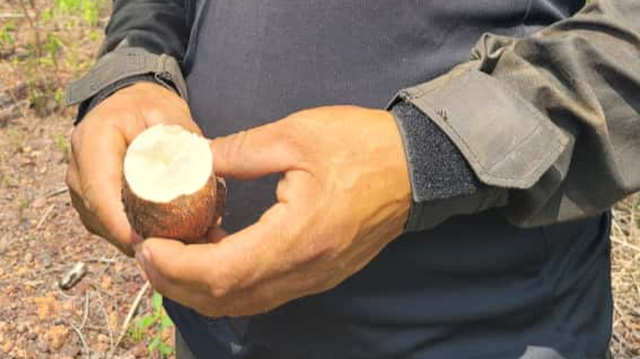 En una de les rondes han trobat una plantació de iuca il·legal (3CatInfo / Marta Vives)