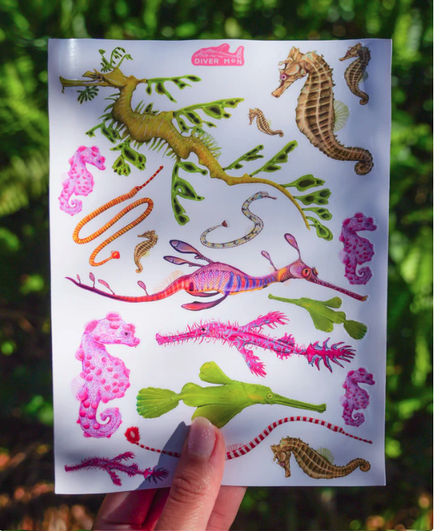 Illustrations of seadragons, seahorses, ghost pipefish, pygmy seahorse and pipefish. 