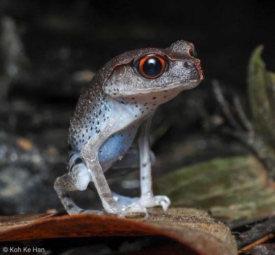 Spotted Litter Frog with big red eyes, stanced.