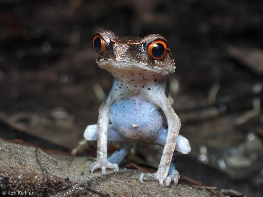 Spotted Litter Frog with big red eyes, stanced.