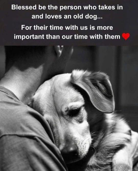 Blessed be the person who takes in
and loves an old dog...
For their time with us is more
important than our time with them.