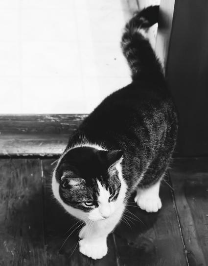 Monochrome capture of a cat on the close end of a door frame:  the far room looks pure white and the close room has a wood floor.
