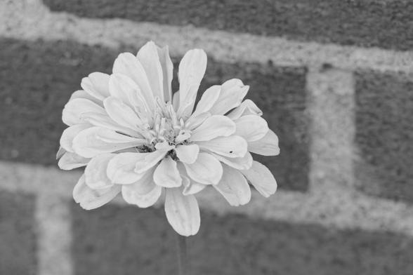 Seemingly white zinnia flower with fine details in front of a slightly defocused brick wall seen close up