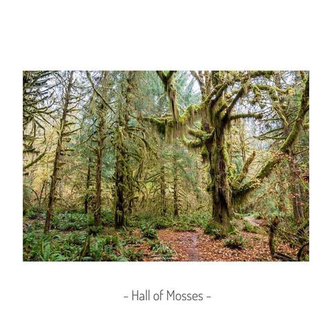 Hall of Mosses, during fall, in Olympic National Park.