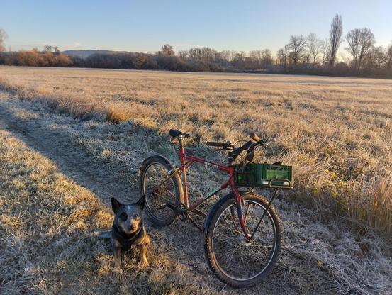 Fahrrad und Hund vor einer mit Rauhreif bedecken Wiese