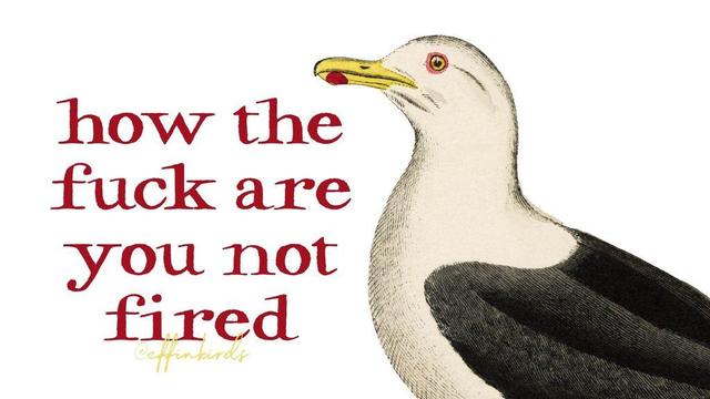 A painting of a bird next to the words "how the fuck are you not fired?"