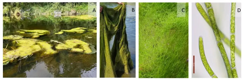 Four panels of photographs showing algae blooms on a pond,  a mat of algae pulled out of the water, green threads of algae, and a micrograph showing really tiny green threads of algae