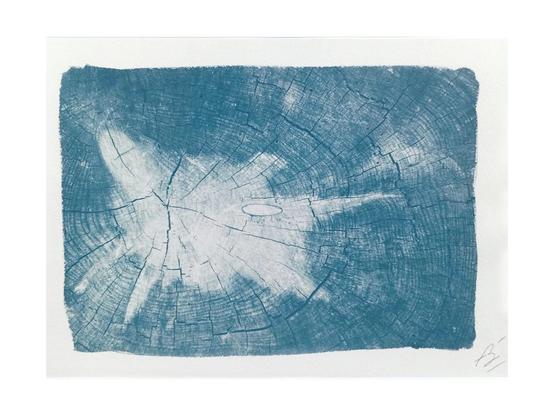 cyanotype souche arbre