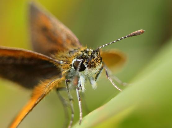 Closeup of a small butterfly. 
The least skipper's rounded wings and slender body are distinctive. Their checkered antennae have no hooks. Males lack stigmata. The upper sides of the forewings are dark brownish black sometimes having a patch of orange. The hindwing is orange with a broad dark brownish-black band surrounding the orange area completely. The underside of the wings is orange with the hindwing discal area being a little bit darker. The hindwing veins are whitish. Its wingspan ranges from 17 to 26 mm