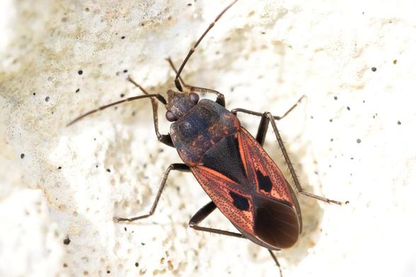 Punaise sombre avec de grandes surfaces rouge vif, posée sur une lave calcaire bien blanche.