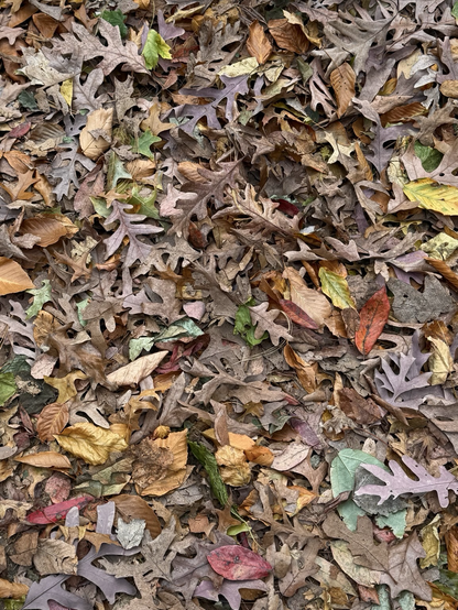 Autumn leaves of various shapes and sizes in a pile 
