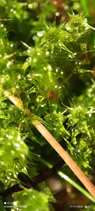 Moss growth photographed at high magnification – you can see a number of upward-growing stems bristling with pointed green leaves. The photograph is backlit, revealing that the moss is full of water and the green leaves are translucent. A brown blade of grass lies diagonally across the moss.