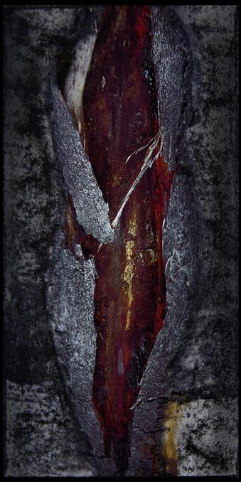 A close view of damaged birch bark where a branch has torn away. The outer bark is rough, grey, and textured. At the centre is a long vertical wound exposing dark red and brown inner wood, with small streaks of gold and lighter fibres. The contrast between the pale bark and the saturated inner core makes the opening resemble a deep gash. The surrounding bark has been darkened and smudged with charcoal, while the exposed wood remains vivid.