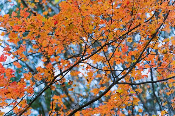 Yellow-orange leaves in the near field supported by branches and  a more distant layer of dark tree trunks, clouds and blue sky