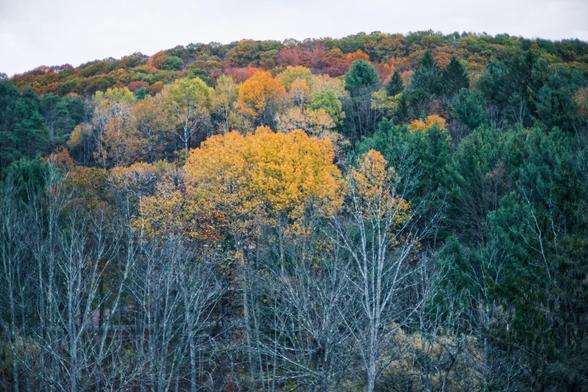 In the dead center is a bright yellow parch of larch trees surrounded by patches of dark green evergreens,  some entirely bare trees as well as trees in various shades of green, yellow, orange and red on a hill side bounded by a concave sky