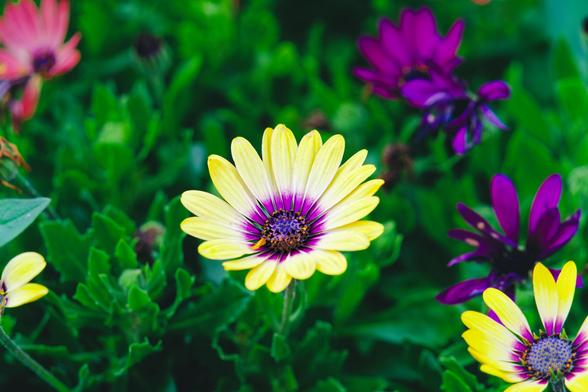 a yellow flower with a purple center looks small in the center surrounded by rich and ragged green foliage with some other flowers out of of focus that add splashes of yellow, purple and peach