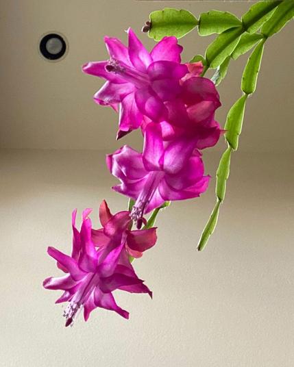 A clump of pink Christmas cactus blooms seen from below and lit from above, seemingly reaching for my phone.