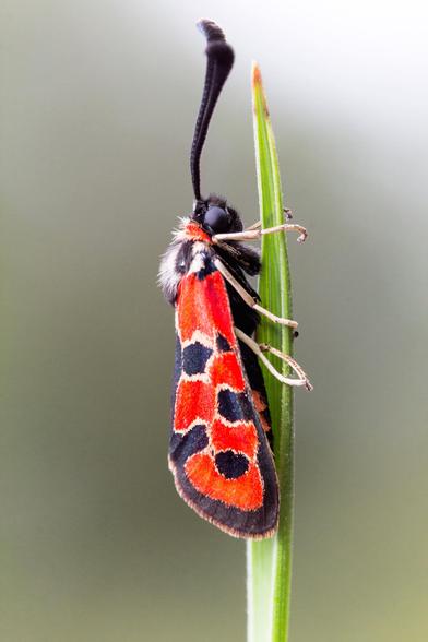 Fotografía de la mariposa Zygaena fausta