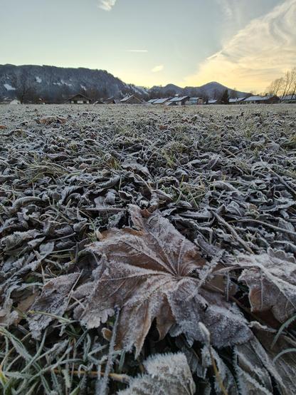 A tranquil winter morning unfolds across a frosty field, where a delicate layer of frost sparkles on the grass and fallen leaves. The frost transforms the landscape into a shimmering wonderland, each blade of grass and leaf intricately outlined with tiny ice crystals. The foreground is dominated by a large, frost-covered leaf, its edges and veins accentuated by the glistening ice, creating a beautiful natural pattern.

In the background, a gentle slope rises toward a cluster of rustic houses ne…