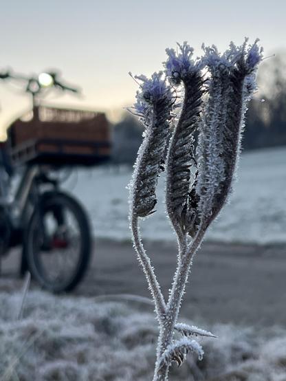 Eine mit Eiskristallen überzogene Pflanze (evtl. Phazelie?) dahinter unscharf mit Frost bedeckte Wiesen und ein abgestelltes Tern GSD Fahrrad mit einem Weidenkorb am Lenker