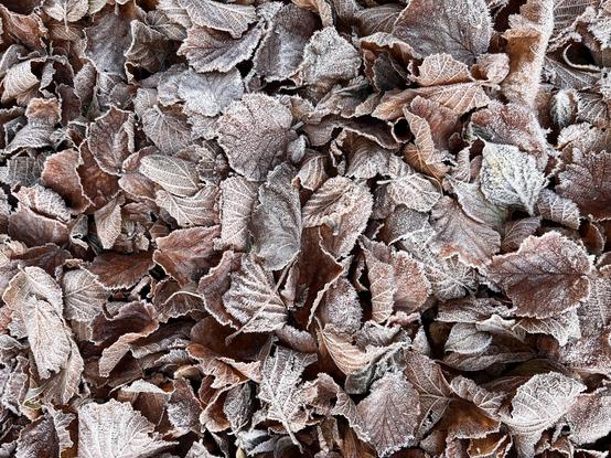 Braunes Herbstlaub mit weißem Raureif