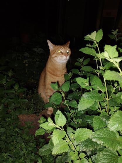 Simba🌈 on nightly hedgewatch