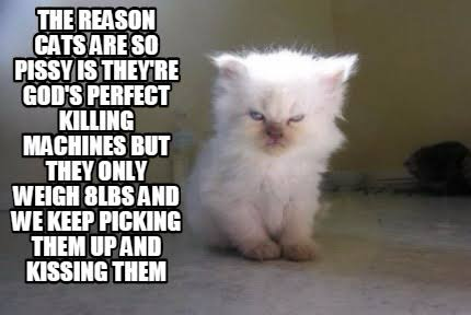 Adorable fluffy kitten — maybe a persian, with blue eyes and brown points but not too smooshed a face — and the text says “The reason cats are so pussy is they’re God’s perfect killing machines but they only weigh 8 pounds and we keep picking them up and kissing them.