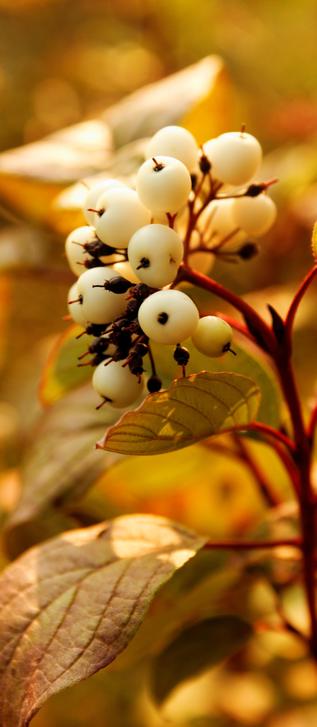 White berries on a red stem with reed tinted green leaves of the Dogwood bush. Background is diffuse green.