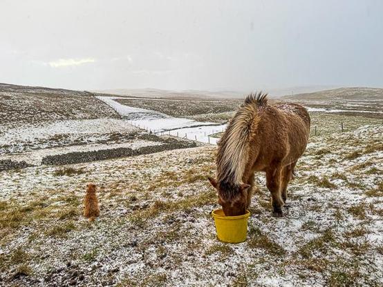 Horse and dog in snow