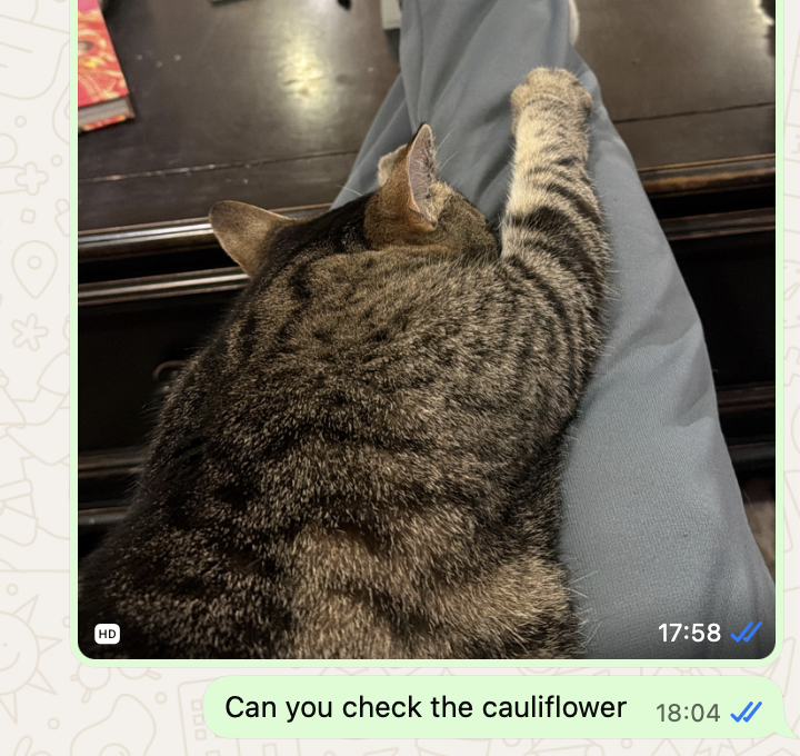 picture of a cat on my legs accompanying whatsapp message "can you check on the cauliflower"