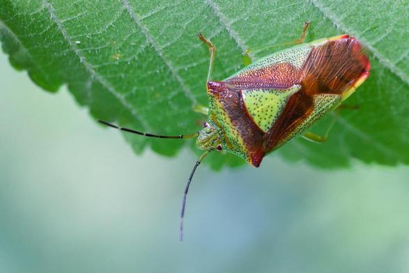 Punaise allongée verte et rouge, posée sur une feuille verte.